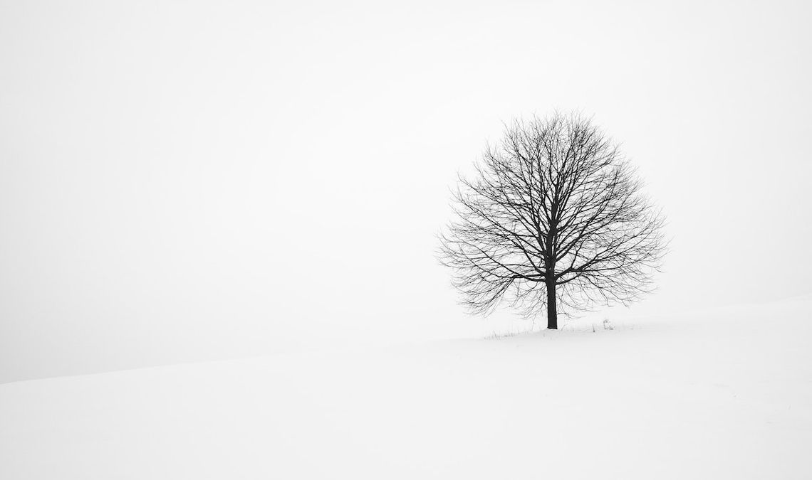A tree in a white, snow-covered field